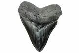 Serrated, Fossil Megalodon Tooth - South Carolina #288224-1